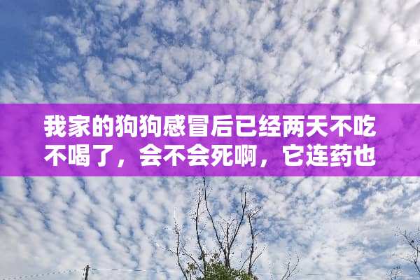 我家的狗狗感冒后已经两天不吃不喝了，会不会死啊，它连药也吃不进去？