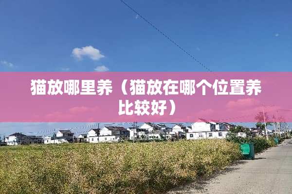 猫放哪里养（猫放在哪个位置养比较好）