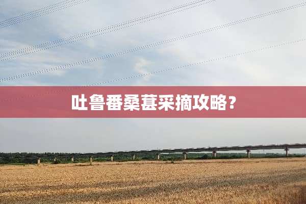 吐鲁番桑葚采摘攻略？
