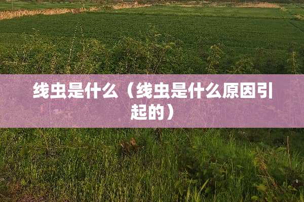 线虫是什么（线虫是什么原因引起的）