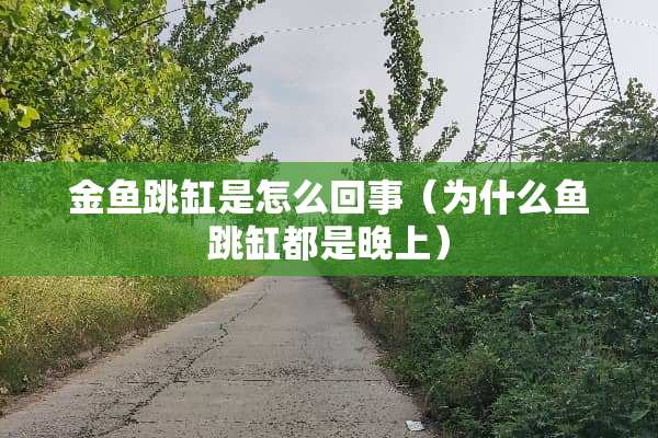 金鱼跳缸是怎么回事（为什么鱼跳缸都是晚上）