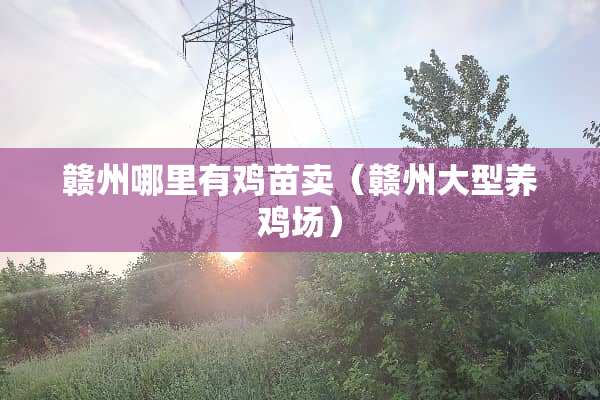 赣州哪里有鸡苗卖（赣州大型养鸡场）