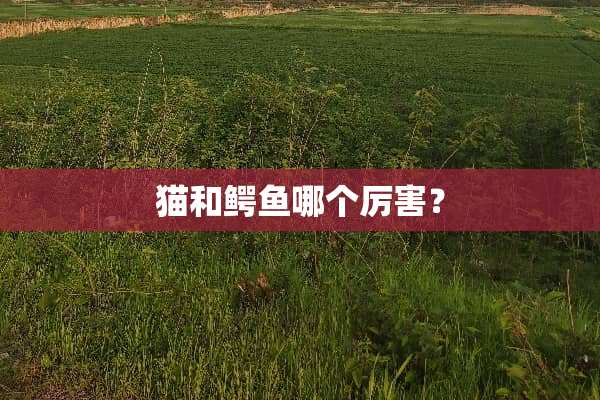 猫和鳄鱼哪个厉害？