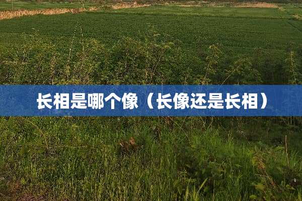 长相是哪个像（长像还是长相）