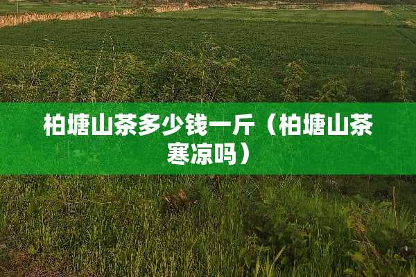 柏塘山茶多少钱一斤（柏塘山茶寒凉吗）
