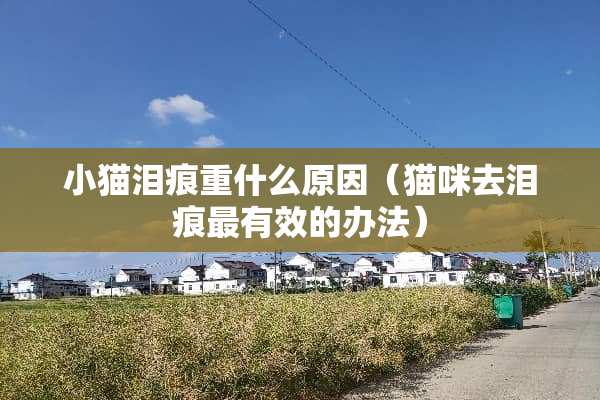 小猫泪痕重什么原因（猫咪去泪痕最有效的办法）