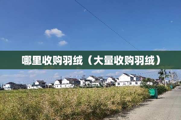 哪里收购羽绒（大量收购羽绒）