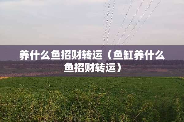 养什么鱼招财转运（鱼缸养什么鱼招财转运）