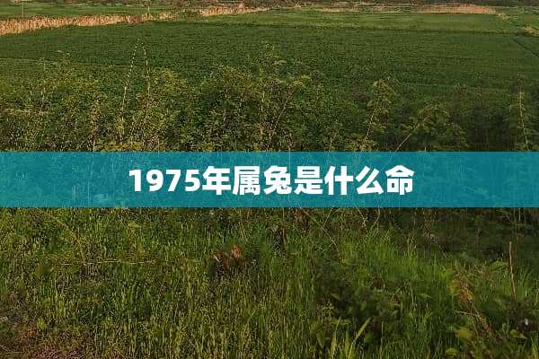 1975年属兔是什么命
