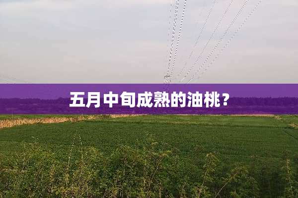 五月中旬成熟的油桃？