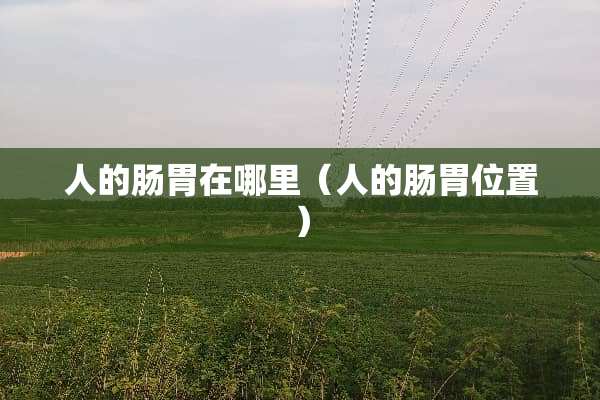 人的肠胃在哪里（人的肠胃位置）