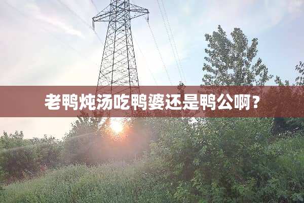 老鸭炖汤吃鸭婆还是鸭公啊？