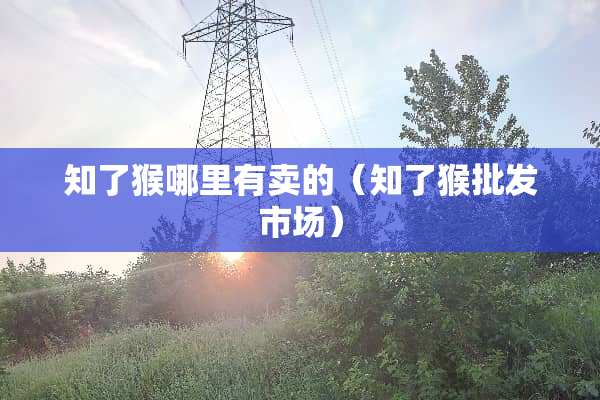知了猴哪里有卖的（知了猴批发市场）