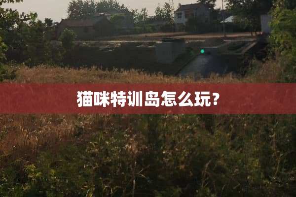 猫咪特训岛怎么玩？
