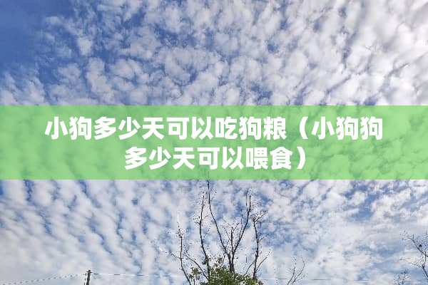 小狗多少天可以吃狗粮（小狗狗多少天可以喂食）