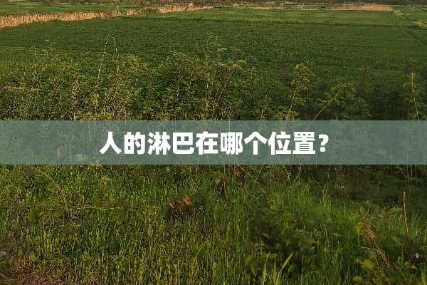 人的淋巴在哪个位置？