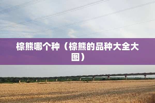棕熊哪个种（棕熊的品种大全大图）