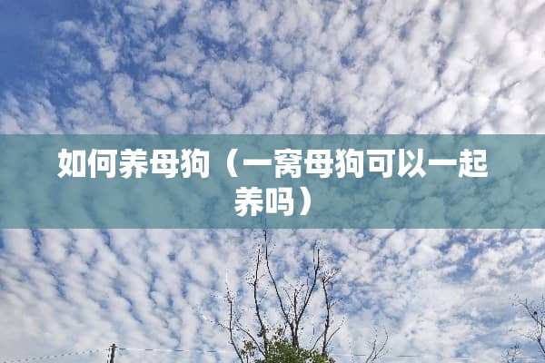 如何养母狗（一窝母狗可以一起养吗）