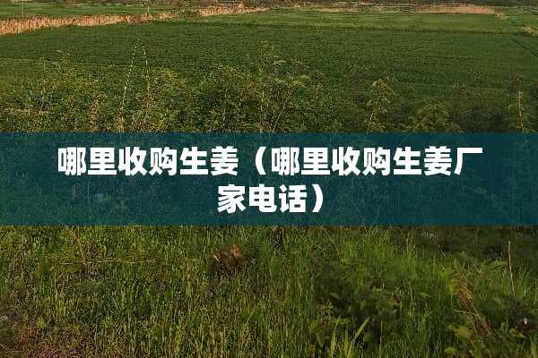 哪里收购生姜（哪里收购生姜厂家电话）