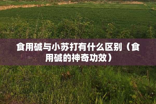 食用碱与小苏打有什么区别（食用碱的神奇功效）