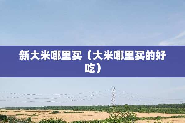 新大米哪里买（大米哪里买的好吃）