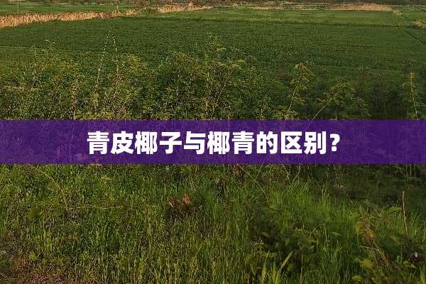 青皮椰子与椰青的区别？