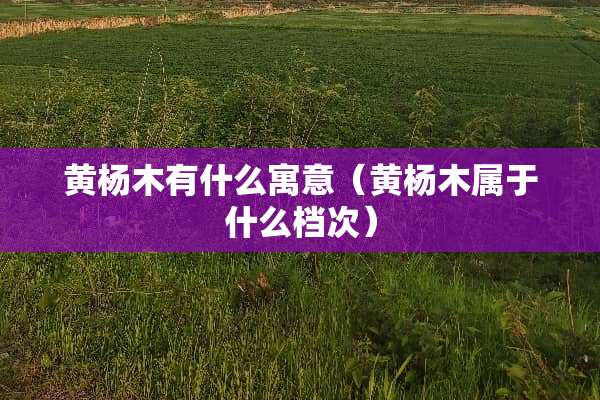 黄杨木有什么寓意（黄杨木属于什么档次）