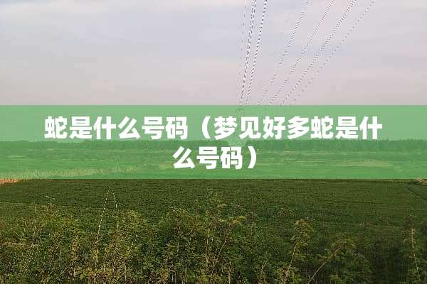 蛇是什么号码（梦见好多蛇是什么号码）