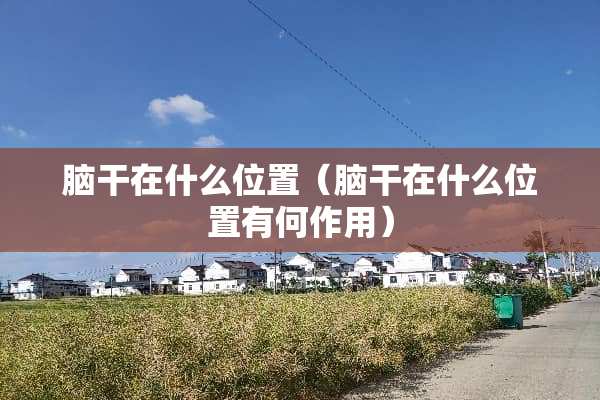 脑干在什么位置（脑干在什么位置有何作用）
