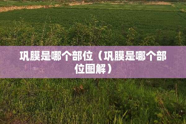 巩膜是哪个部位（巩膜是哪个部位图解）