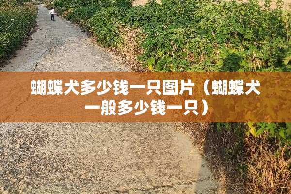 蝴蝶犬多少钱一只图片（蝴蝶犬一般多少钱一只）
