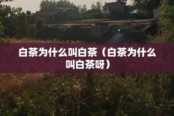 白茶为什么叫白茶（白茶为什么叫白茶呀）