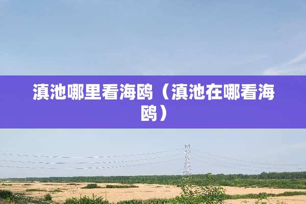 滇池哪里看海鸥（滇池在哪看海鸥）
