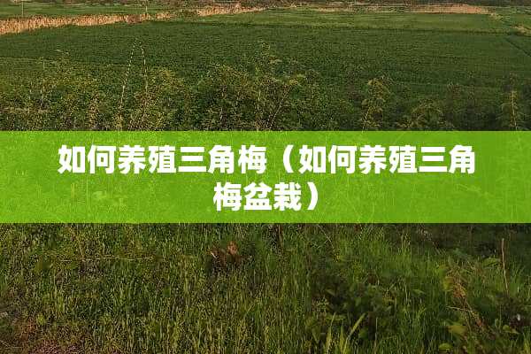 如何养殖三角梅（如何养殖三角梅盆栽）
