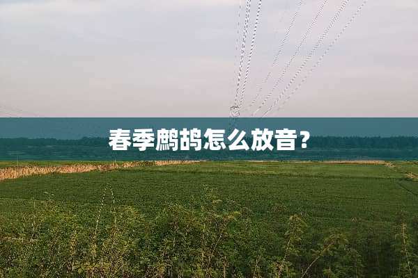 春季鹧鸪怎么放音？
