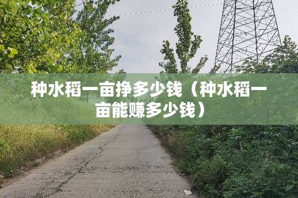 种水稻一亩挣多少钱（种水稻一亩能赚多少钱）