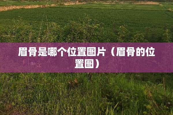 眉骨是哪个位置图片（眉骨的位置图）