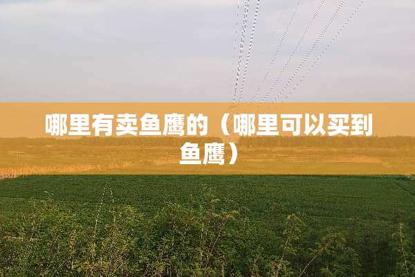 哪里有卖鱼鹰的（哪里可以买到鱼鹰）