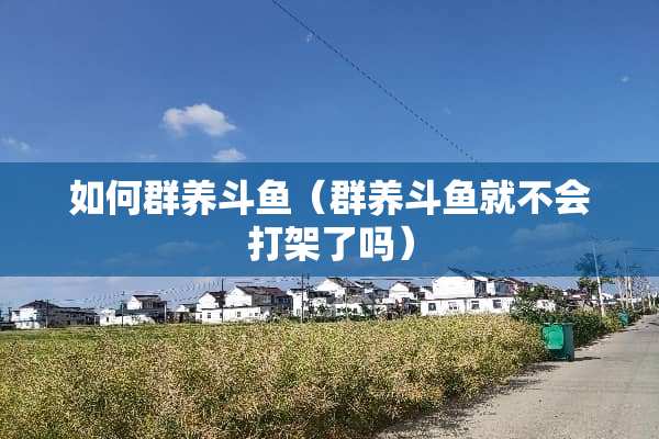 如何群养斗鱼（群养斗鱼就不会打架了吗）