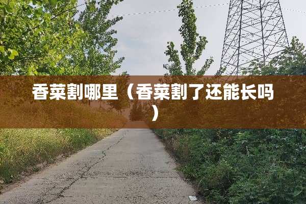 香菜割哪里（香菜割了还能长吗）