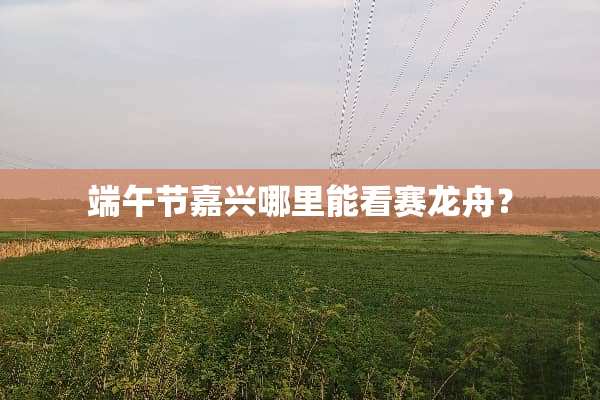 端午节嘉兴哪里能看赛龙舟？