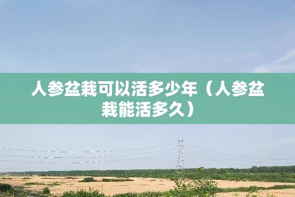 人参盆栽可以活多少年（人参盆栽能活多久）