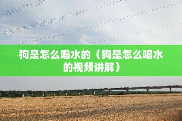 狗是怎么喝水的（狗是怎么喝水的视频讲解）
