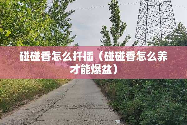 碰碰香怎么扦插（碰碰香怎么养才能爆盆）