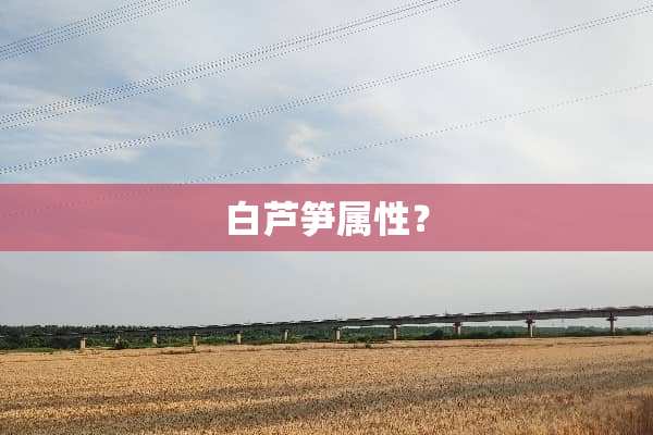 白芦笋属性？