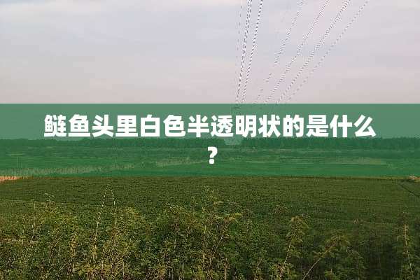 鲢鱼头里白色半透明状的是什么？