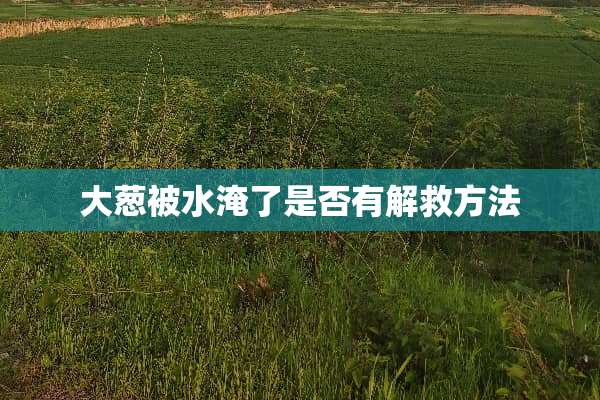 大葱被水淹了是否有解救方法