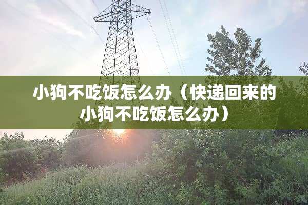 小狗不吃饭怎么办（快递回来的小狗不吃饭怎么办）