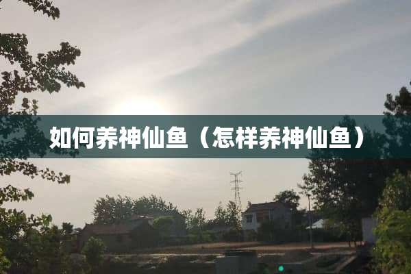 如何养神仙鱼（怎样养神仙鱼）