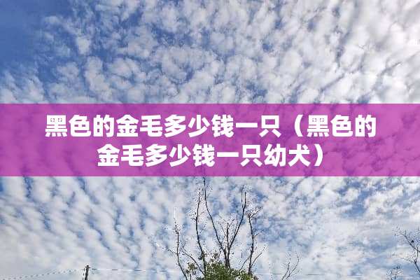 黑色的金毛多少钱一只（黑色的金毛多少钱一只幼犬）